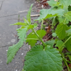 Urtica dioica
