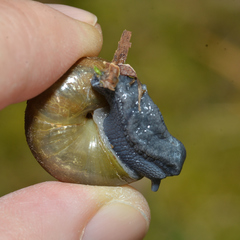Mesomphix rugeli