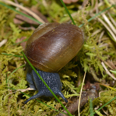 Mesomphix rugeli