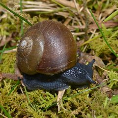 Mesomphix rugeli