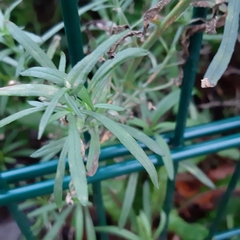 Senecio inaequidens