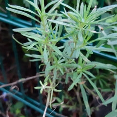 Senecio inaequidens