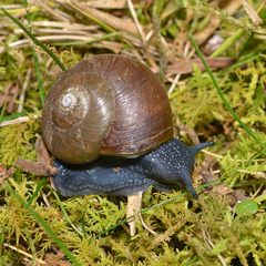 Mesomphix rugeli