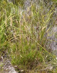 Pseudopentameris brachyphylla