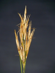 Pseudopentameris brachyphylla