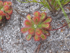 Drosera esterhuyseniae
