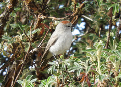 Muscisaxicola rufivertex