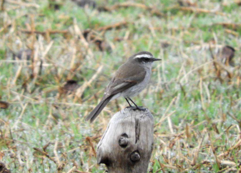White-Browed Chat-Tyrant