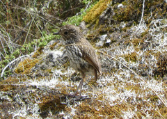 Grallaria andicolus