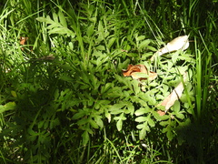 Prionosciadium thapsoides