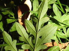 Prionosciadium thapsoides