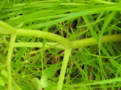 Prionosciadium thapsoides
