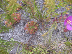Drosera esterhuyseniae