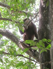 Semnopithecus vetulus