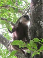 Semnopithecus vetulus