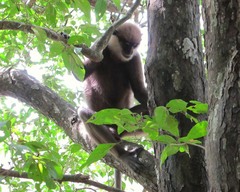 Semnopithecus vetulus