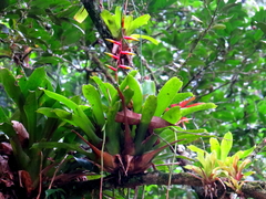 Vriesea scalaris