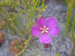 Drosera esterhuyseniae