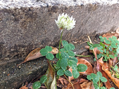 Trifolium repens