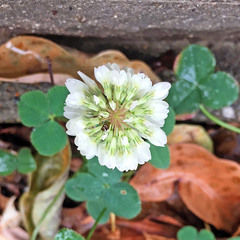 Trifolium repens