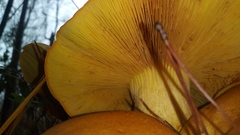 Gymnopilus subspectabilis