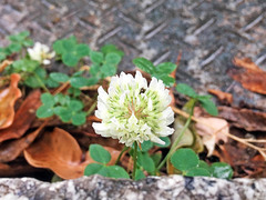 Trifolium repens