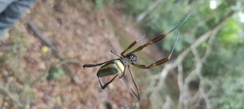 Golden Silk Spider