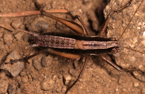 Bei-Bienko's Bush-cricket