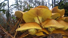 Gymnopilus subspectabilis