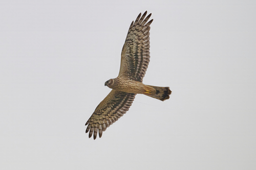 Hen Harrier