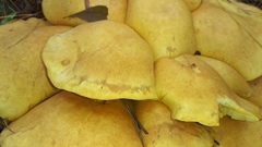 Gymnopilus subspectabilis
