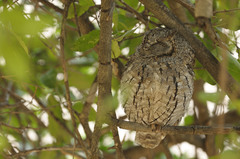 Otus senegalensis