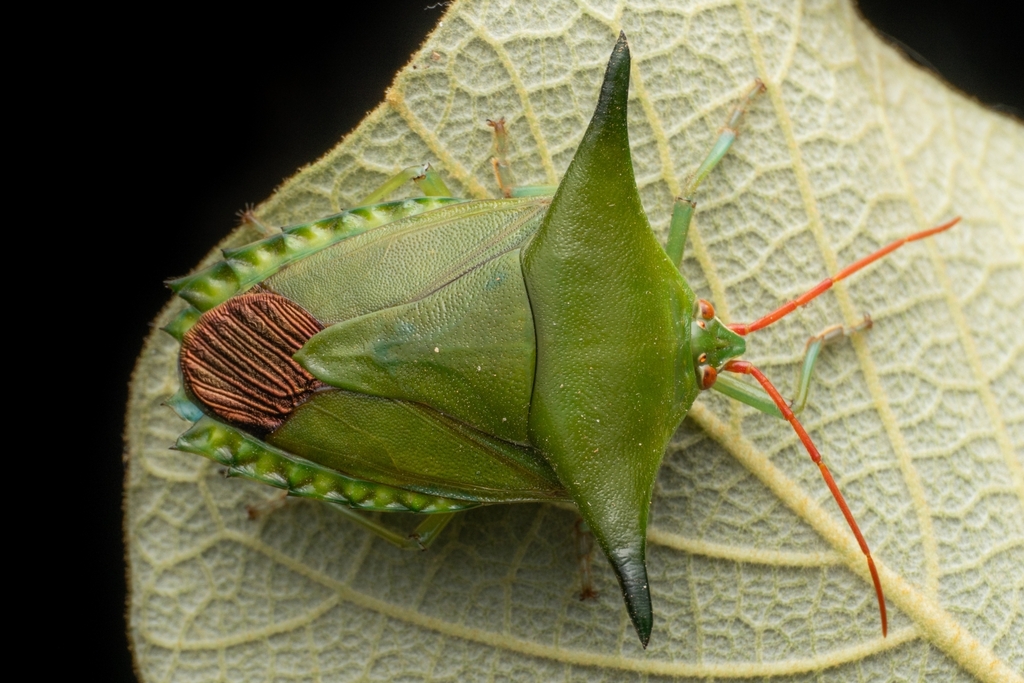 Edessa guyanensis