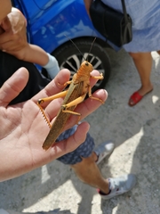 Tropidacris cristata