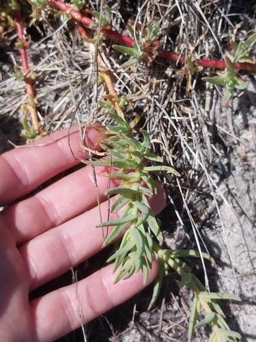 Pale Preenfig (Mesembryanthemum pallens)