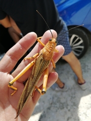 Tropidacris cristata