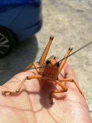 Tropidacris cristata