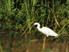 Egretta garzetta
