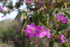 Tibouchina bipenicillata