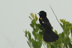 Euplectes albonotatus