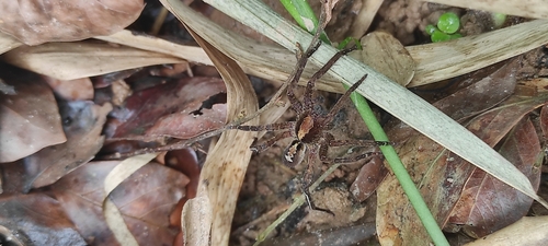 Ornate Tropical Wandering Spider