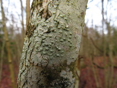 Pertusaria leioplaca