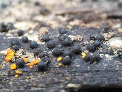 Rosellinia corticium