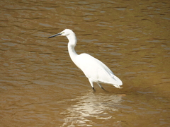 Egretta garzetta