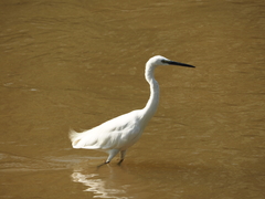 Egretta garzetta