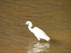 Egretta garzetta