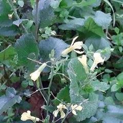 Raphanus raphanistrum