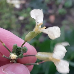 Raphanus raphanistrum