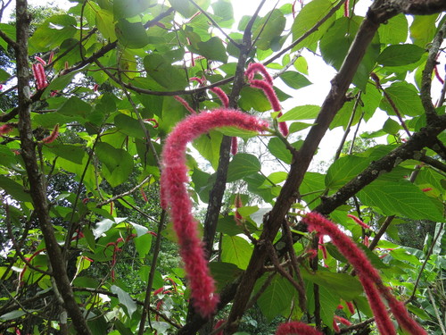Acalypha hispida