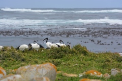 Threskiornis